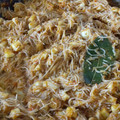 El cooksnap de Jonas Cobos cuando hizo Pota en salsa con fideos de arroz.