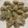 闕琪琪 的 金魚乾拌芝麻醬 cooksnap