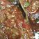 Cooksnap dari Ivonne Della untuk resep Sambel Bacem