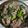 Cooksnap dari herlin rahmawati untuk resep Kailan cah sapi
