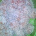 Cooksnap dari Dewi Yull Msi untuk resep Kue klepon