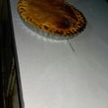 El cooksnap de maria elva cuando hizo Bizcochuelo de Naranja.