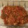 Cooksnap reina semasa beliau membuat Sambal belacan versi jawa.