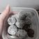El cooksnap de Shams cuando hizo Trufas de Dulce de leche y chocolinas.