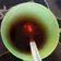 Yar Mama's cooksnap of when they made Tea.
