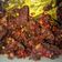Cooksnap dari Pinol's untuk resep Dendeng balado daging kambing cepet dan simpel