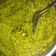 Bhagyashree Yash's cooksnap of when they made ફૂદીના ની ચટણી (Mint Chutney Recipe In Gujarati).