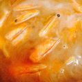 May 的 蘿拉老師上菜之【酸咖哩蝦湯】 cooksnap