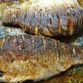 Gyuláné Sisa Cooksnap-ja, amikor elkészítette a(z) Fokhagymás-paprikás ponty egészben sütve #EgyReceptEgyFa receptet.
