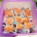 Cooksnap dari ika maliyana untuk resep Dimsum Ayam
