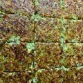 Cooksnap από ΔΑΝΙΗΛ στη συνταγή Κολοκυθόπιτα χωρίς φύλλο