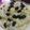 Cooksnap dari Florean Muskita untuk resep Klapertart No Bake (simple dan ekonomis)