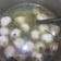 Cooksnap dari Bhavna Adiani Crystal Sadwani untuk resep Sop bakso ayam