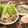 Cooksnap của Jimmy Nguyen khi họ làm theo món Nem cua bể lộ thiên