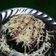 Cooksnap dari lizam khazanah untuk resep Brownis oreo dua bahan saja