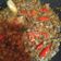 Cooksnap dari Riva Nha untuk resep Oseng Kerang Cabe