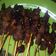Cooksnap dari Dewi Andrian untuk resep Sate kambing/domba