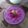 Cooksnap dari dewi untuk resep Pudding Chia Seed Buah Naga