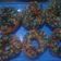 Cooksnap dari Gladis clarista putri untuk resep Donat SKM (susu kental manis)