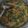 Cooksnap dari Ranny Anggrainy untuk resep Buntil Daun Pepaya [anti pahit]