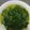 Cooksnap dari thwie wiedyani untuk resep Sayur Santan Daun singkong Teri Medan Telor