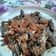 Cooksnap dari ichat untuk resep Tongkol goreng saos rica