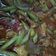 Cooksnap dari Fitri Yulianti untuk resep Tumis buncis daging sapi simple