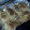torri770's cooksnap of when they made Parmesan crusted COD.