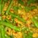 Cooksnap dari Sarie Sutoro untuk resep Buncis szechuan