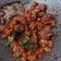 Cooksnap dari Rumiyanti untuk resep Orek Tempe Basah