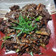 Cooksnap dari Indira Sugito untuk resep Bulgogi (Korean Beef BBQ)