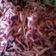 El cooksnap de Sergio Antúnez cuando hizo Coleslaw de Repollo Morado.