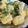 Alpa Mehta का कुकस्नैप जब उन्होंने ढोकला (Dhokla recipe in hindi) बनाया था।