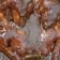 Cooksnap dari Nia Litha untuk resep Ayam Panggang Areh (Klaten)#Berbagi Rahmat:Kue & Sajian lebaran