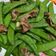 Abbie Chang 的 扁豆炒蝦仁 cooksnap