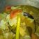 Cooksnap dari dia jeng untuk resep Tongseng Ayam Kuah Santan