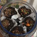 Cooksnap dari Nurul Hanifah untuk resep No bake choco cookies