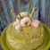 Cooksnap dari ovisiti untuk resep Sponge Cake vanilla, matcha,Cocoa (kue dasar u ulang tahun)