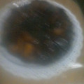 El cooksnap de Marcela Olarte cuando hizo Tarta de manzanas sin horno.