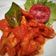 Cooksnap dari Rhea untuk resep Udang & Tahu Balado