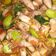 Cooksnap dari Royanda untuk resep Sambal bawang cumi asin 🔥
