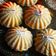 Richa Shahpatel's cooksnap of when they made લાડવા (Ladva Recipe In Gujarati).