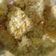 Cooksnap dari Asri Irawati untuk resep Nuget ayam wortel