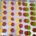 Cooksnap dari Meliza Cherishtianna untuk resep 4. Cookies mawar / semprit mawar