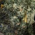 Cooksnap dari Nova Kharisma untuk resep Gulai Silalat (Daun Singkong/Ubi Tumbuk)