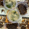 Cooksnap Amiratul Iqamah Nasution Binti Lukmal Hakim semasa beliau membuat NuMee Ladna.