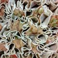 Cooksnap dari noviantikasiman untuk resep Dimsum Ayam Udang