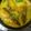 Keya Mandal's cooksnap of when they made পাবদা মাছের ঝাল(pabda macher jhal recipe in Bengali).