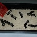 Midnightchef 's cooksnap of when they made Kitty Litter Cake ~ halloween.