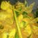 Cooksnap dari AmNa BLF untuk resep Ayam bumbu kuning kemangi syedapp